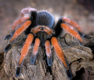 
	Aphonopelma bicoloratum - является одним из самых ярких пауков своего рода. Вд. . фото 2