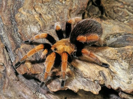 
	Aphonopelma bicoloratum - является одним из самых ярких пауков своего рода. Вд. . фото 6