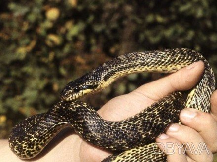 На сегодняшний день хорошо известны и изучены более трех тысяч видов змей, объед. . фото 1