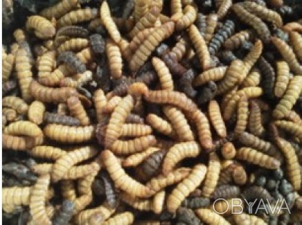 Микс живых насекомых для стрижей( когда сезон стрижей этот корм идеально подойде. . фото 1