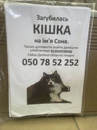 Помогите найти кошку. Миколаїв. фото 1 Помогите найти кошку. Миколаїв. фото 1