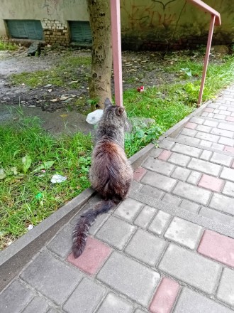 Шукаю котика. Винагорода - 5000 грн за знайденого кота!. Трускавець. фото 1 Шукаю котика. Винагорода - 5000 грн за знайденого кота!. Трускавець. фото 1