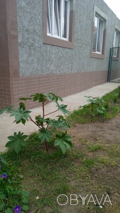 Продам Свой дом,пгт Таирова,ул.Вишневая,100/60/26_гостинная,крепкий фундамент,в.