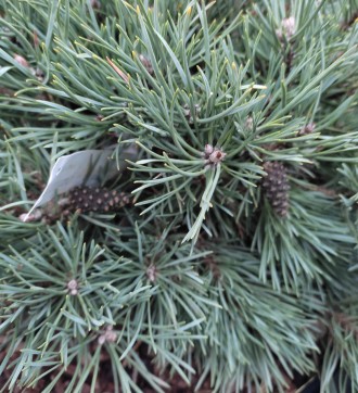 Сосна обыкновенная Френшам / Pinus sylvestris Frensham
Сорт сосны обыкновенной с. . фото 7