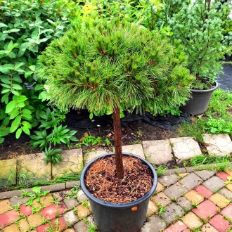 Сосна черная Брепо / Pinus nigra Brepo
Это прекрасная карликовая форма сосны, об. . фото 7