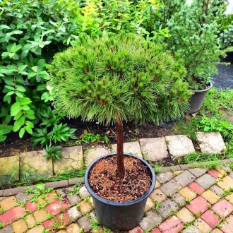 Сосна черная Брепо / Pinus nigra Brepo
Это прекрасная карликовая форма сосны, об. . фото 6
