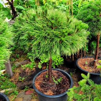 Сосна черная Брепо / Pinus nigra Brepo
Это прекрасная карликовая форма сосны, об. . фото 8
