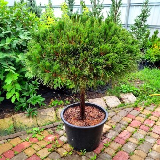 Сосна черная Брепо / Pinus nigra Brepo
Это прекрасная карликовая форма сосны, об. . фото 4