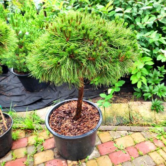 Сосна черная Брепо / Pinus nigra Brepo
Это прекрасная карликовая форма сосны, об. . фото 10