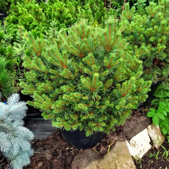 Сосна обыкновенная Бевроненсис / Pinus sylvestris Beuvronensis
Карликовая плотна. . фото 6