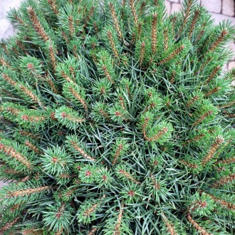 Сосна обыкновенная Бевроненсис / Pinus sylvestris Beuvronensis
Карликовая плотна. . фото 5