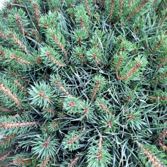 Сосна обыкновенная Бевроненсис / Pinus sylvestris Beuvronensis
Карликовая плотна. . фото 3