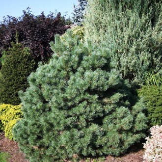 Сосна обыкновенная Сандрингем / Pinus sylvestris Sandringham
Штамбовая форма сос. . фото 5