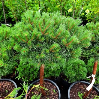 Сосна обыкновенная Сандрингем / Pinus sylvestris Sandringham
Штамбовая форма сос. . фото 2