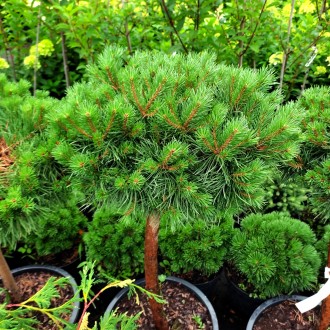 Сосна обыкновенная Сандрингем / Pinus sylvestris Sandringham
Штамбовая форма сос. . фото 3