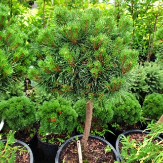 Сосна обыкновенная Сандрингем / Pinus sylvestris Sandringham
Штамбовая форма сос. . фото 4