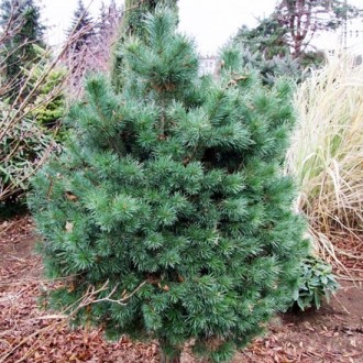 Сосна обыкновенная Сандрингем / Pinus sylvestris Sandringham
Штамбовая форма сос. . фото 6