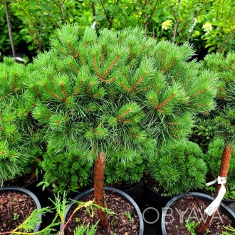 Сосна обыкновенная Сандрингем / Pinus sylvestris Sandringham
Штамбовая форма сос. . фото 1