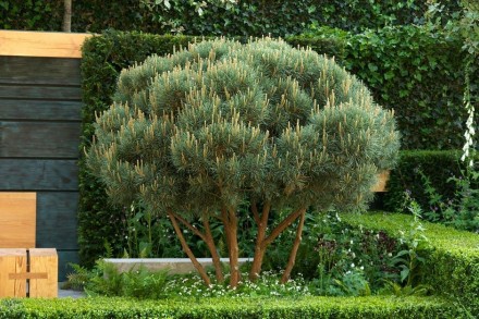 Сосна обыкновенная Хиберния / Pinus sylvestris Hibernia
Используется для создани. . фото 6