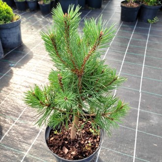 Сосна обыкновенная Хиберния / Pinus sylvestris Hibernia
Используется для создани. . фото 4