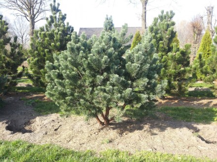 Сосна обыкновенная Хиберния / Pinus sylvestris Hibernia
Используется для создани. . фото 7
