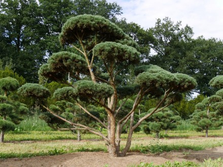 Сосна обыкновенная Хиберния / Pinus sylvestris Hibernia
Используется для создани. . фото 8