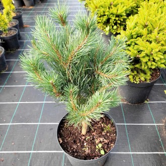 Сосна обыкновенная Хиберния / Pinus sylvestris Hibernia
Используется для создани. . фото 2