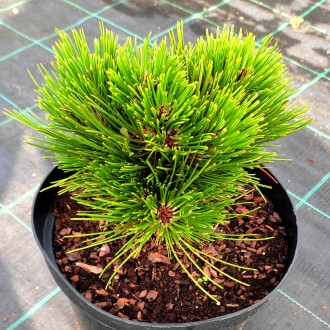 Сосна белокорая Шмидти / Pinus leucodermis Schmidtii
Карликовый и очень медленно. . фото 2