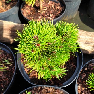 Сосна белокорая Шмидти / Pinus leucodermis Schmidtii
Карликовый и очень медленно. . фото 5