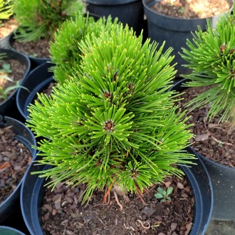 Сосна белокорая Шмидти / Pinus leucodermis Schmidtii
Карликовый и очень медленно. . фото 3