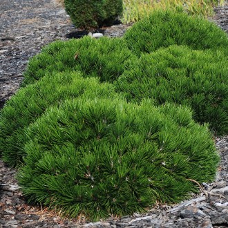 Сосна белокорая Шмидти / Pinus leucodermis Schmidtii
Карликовый и очень медленно. . фото 7