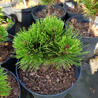 Сосна белокорая Шмидти / Pinus leucodermis Schmidtii
Карликовый и очень медленно. . фото 4