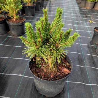 Сосна горная Мопс / С10 / Pinus mugo Mops. Балаклея. фото 1 Сосна горная Мопс / С10 / Pinus mugo Mops. Балаклея. фото 1