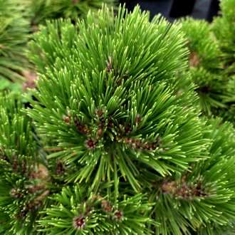 Сосна белокорая Грейс / Pinus heldreichii Greece
Боснийская сосна округлой формы. . фото 3