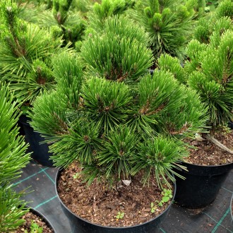 Сосна белокорая Грейс / Pinus heldreichii Greece
Боснийская сосна округлой формы. . фото 2