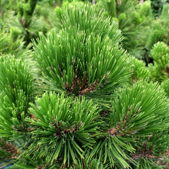 Сосна белокорая Грейс / Pinus heldreichii Greece
Боснийская сосна округлой формы. . фото 4