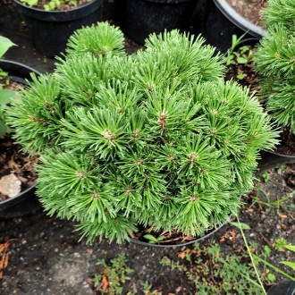 Сосна крючковатая Титус / Pinus uncinata Titus
Карликовая сосна с плотной сферич. . фото 3
