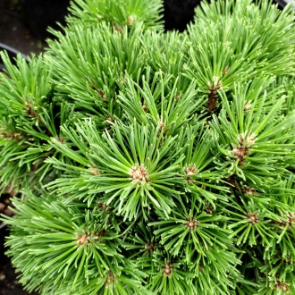 Сосна крючковатая Титус / Pinus uncinata Titus
Карликовая сосна с плотной сферич. . фото 2
