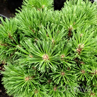 Сосна крючковатая Титус / Pinus uncinata Titus
Карликовая сосна с плотной сферич. . фото 1