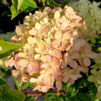 Гортензия метельчатая Литл Лайм / Hydrangea paniculata Little Lime 
Новая карлик. . фото 3