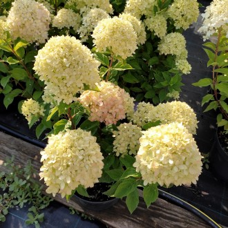 Гортензия метельчатая Литл Лайм / Hydrangea paniculata Little Lime 
Новая карлик. . фото 4