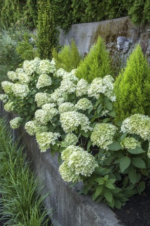 Гортензия метельчатая Литл Лайм / Hydrangea paniculata Little Lime 
Новая карлик. . фото 10