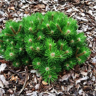 Сосна черная Нана / Pinus nigra Nana
Это медленно и компактно растущая черная со. . фото 4