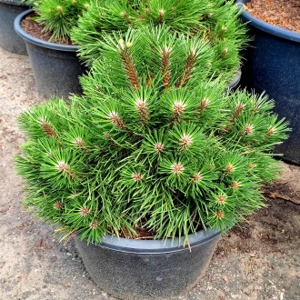 Сосна черная Нана / Pinus nigra Nana
Это медленно и компактно растущая черная со. . фото 2