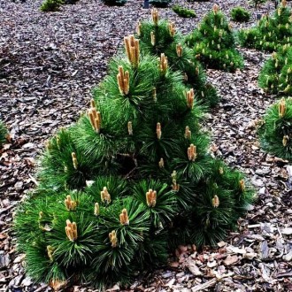 Сосна черная Нана / Pinus nigra Nana
Это медленно и компактно растущая черная со. . фото 5