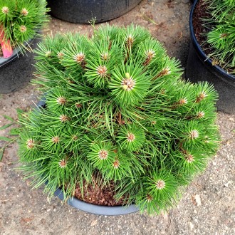 Сосна черная Нана / Pinus nigra Nana
Это медленно и компактно растущая черная со. . фото 3
