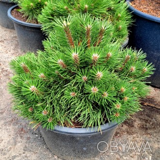 Сосна черная Нана / Pinus nigra Nana
Это медленно и компактно растущая черная со. . фото 1