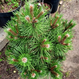 Сосна черная Нана / Pinus nigra Nana
Это медленно и компактно растущая черная со. . фото 4