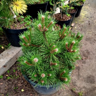 Сосна черная Нана / Pinus nigra Nana
Это медленно и компактно растущая черная со. . фото 5
