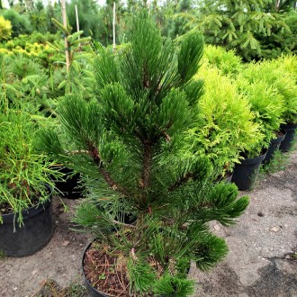 Сосна белокорая Грин Гиант / Pinus heldreichii Green Giant
Боснийская сосна - од. . фото 2